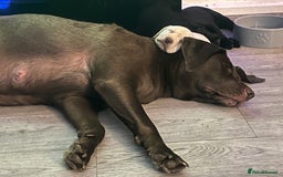 Labrador Retriever dogs for sale: 8 super Labrador pups 4 girls 4 boys**NEW PHOTOS** - Image 23