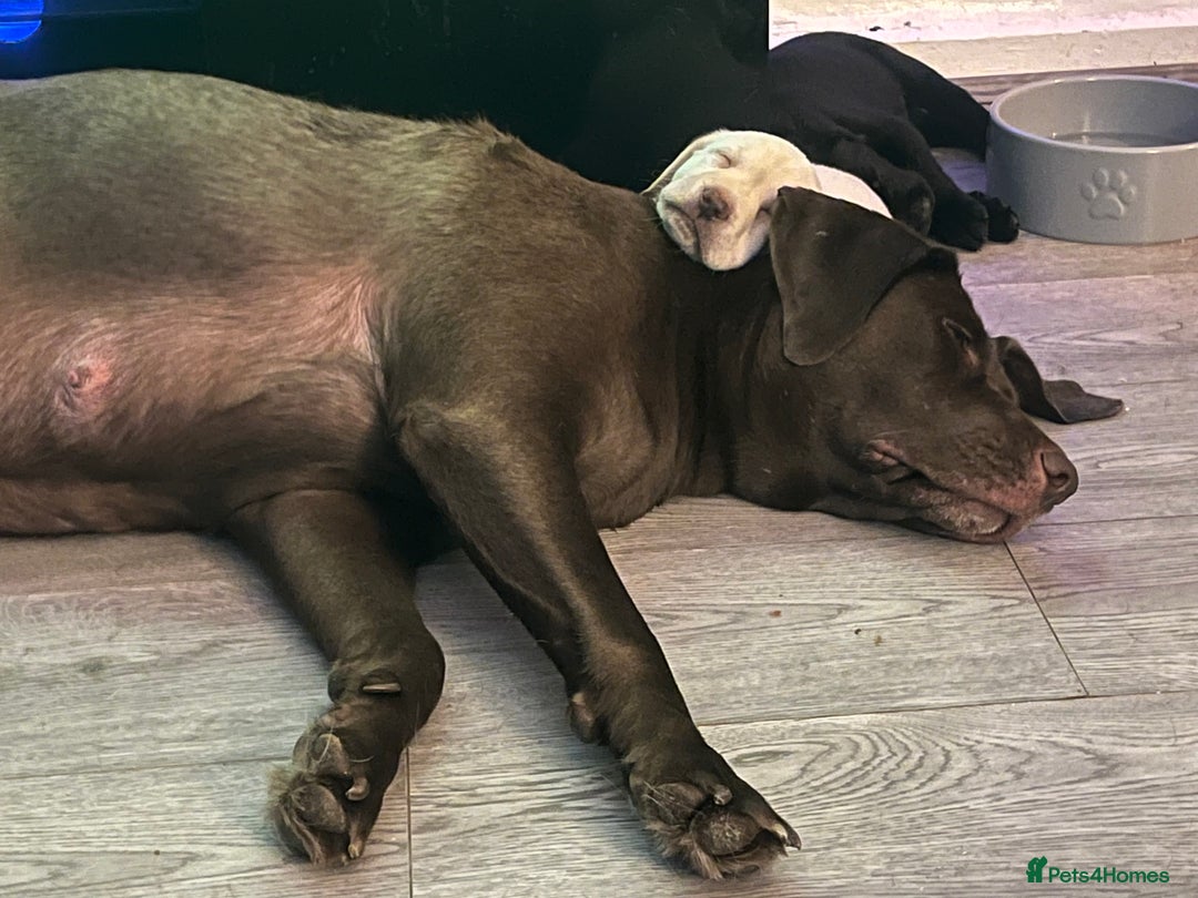 Labrador Retriever dogs for sale: 8 super Labrador pups 4 girls 4 boys**NEW PHOTOS** - Image 23