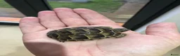 Tortoise reptiles for sale: Baby spur thighed tortoises  - Advert 6
