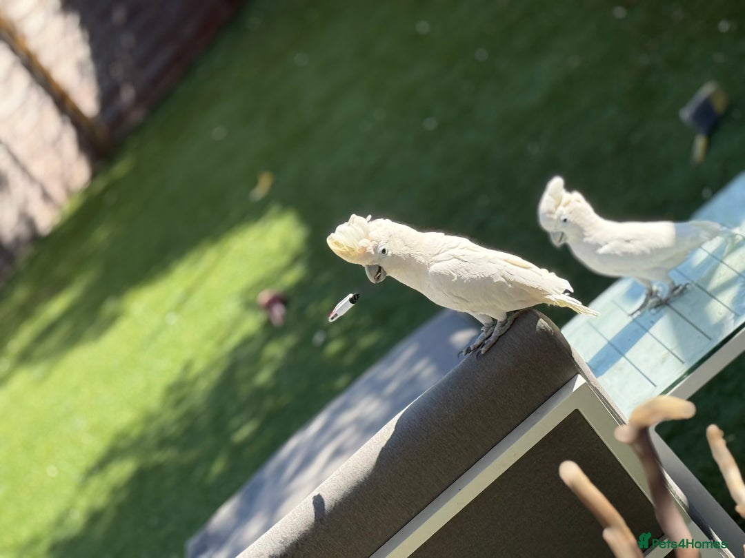 Cockatoo birds for sale: My Beautiful Hand Raised Boys  - Advert 2