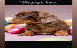 Dachshund dogs for sale: Beautiful litter of miniature daschunds  - Advert 7