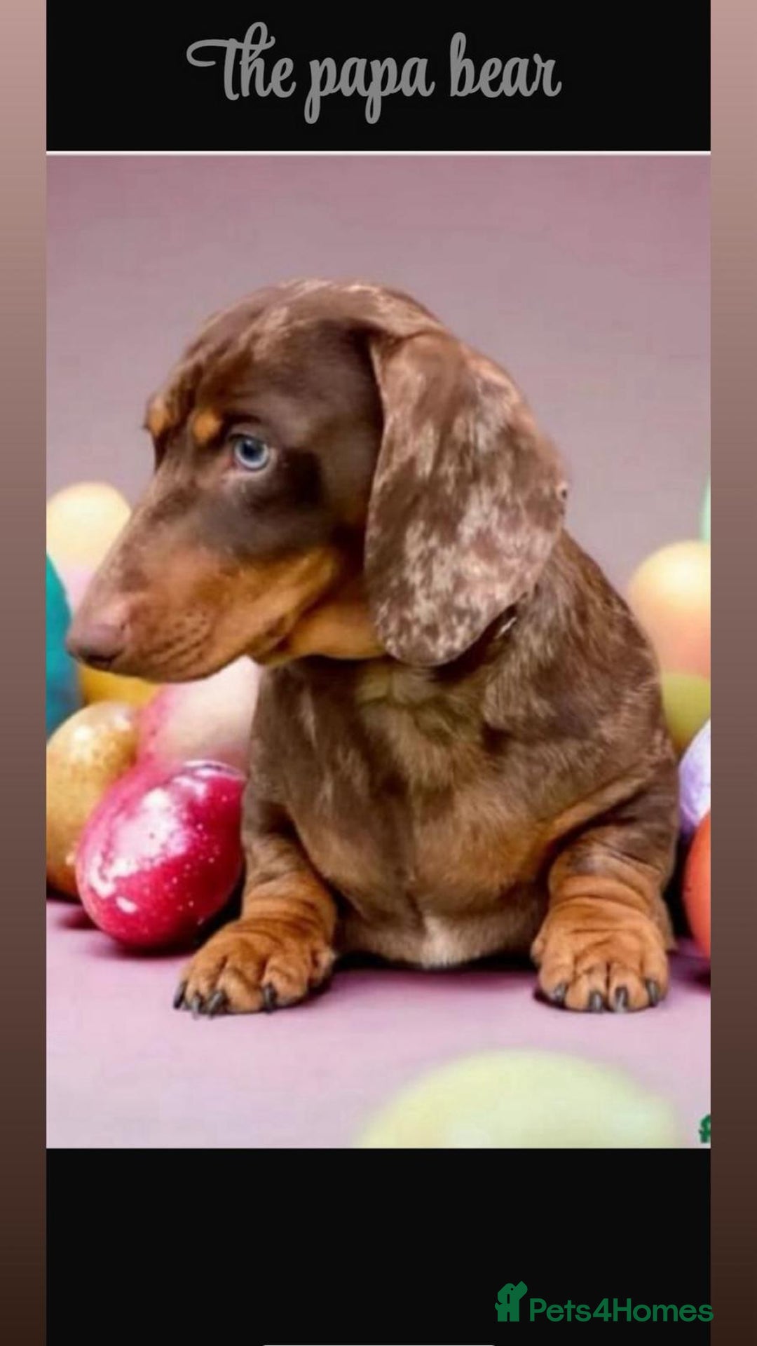 Dachshund dogs for sale: Beautiful litter of miniature daschunds  - Advert 7