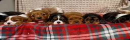 Cavalier King Charles Spaniel dogs for sale: STUNNING CAVALIER KING CHARLES PUPPIES  - Advert 21