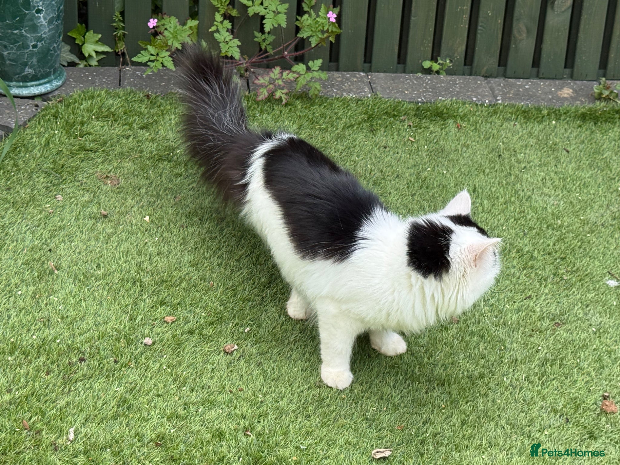 Mixed Breed cats Lovely friendly cat - Advert 6