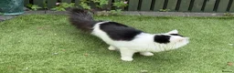 Mixed Breed cats for sale: Lovely friendly cat - Advert 1