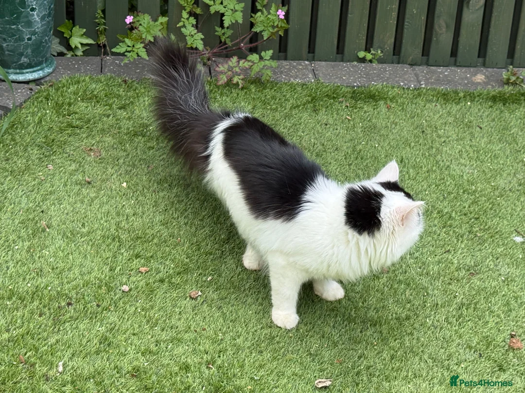 Mixed Breed cats for sale: Lovely friendly cat - Advert 1