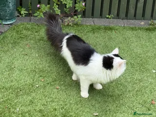 Mixed Breed cats Lovely friendly cat - Advert 2