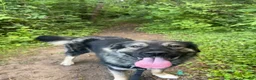 German Shepherd dogs for stud: Moose the German X Caucasian shepherd in Wokingham - Advert 3