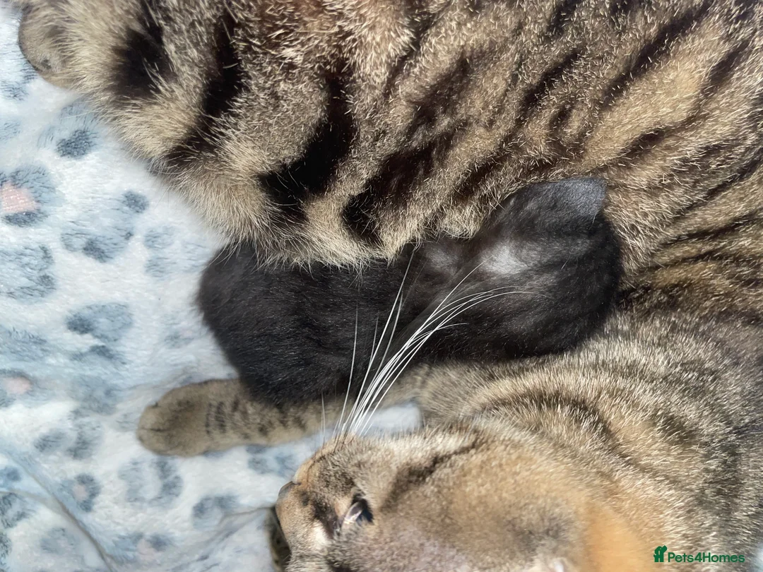 Mixed Breed cats for sale: Beautiful black kitten - Advert 3