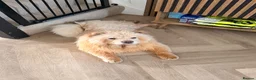 Chow Chow dogs for sale: 8 month old Bear  in Penarth - Advert 3