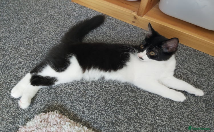 Mixed Breed cats - Advert 6