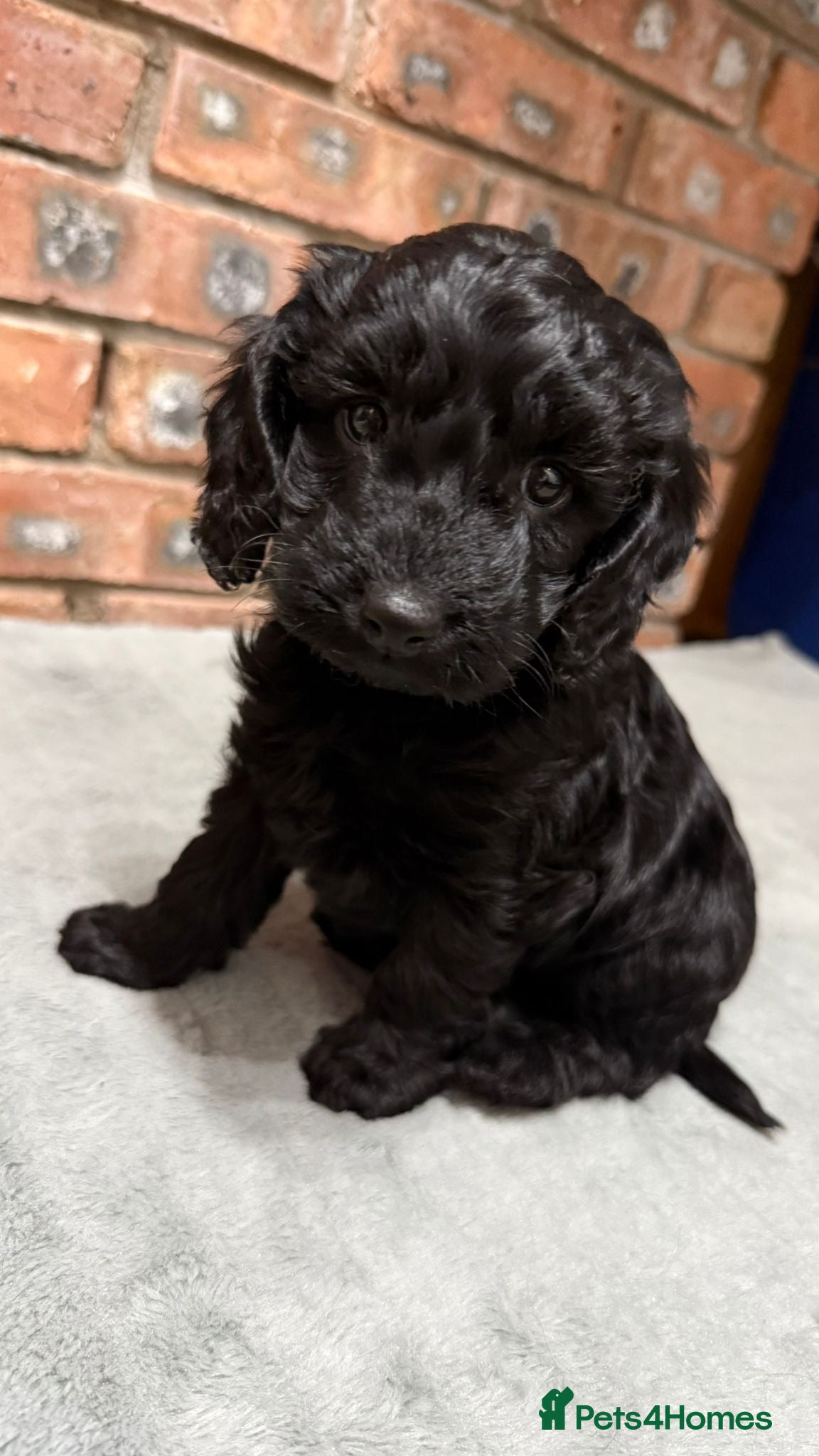 Cockapoo dogs 🐾 Cockapoo Puppies 🐾 *Last 3 remaining* - Advert 1