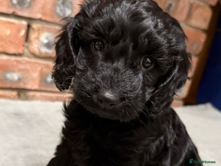Cockapoo dogs 🐾 Cockapoo Puppies 🐾 *Last 3 remaining* - Advert 1