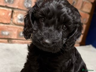 Cockapoo dogs 🐾 Cockapoo Puppies 🐾 *Last 3 remaining* - Advert 17