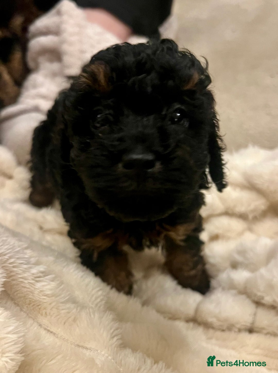 Toy Poodle dogs for sale: One Kc phantom toy poodle left- ready now!  - Advert 14