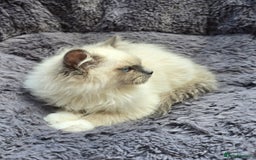 Ragdoll cats for sale: GCCF registered Ragdoll kittens  - Image 9