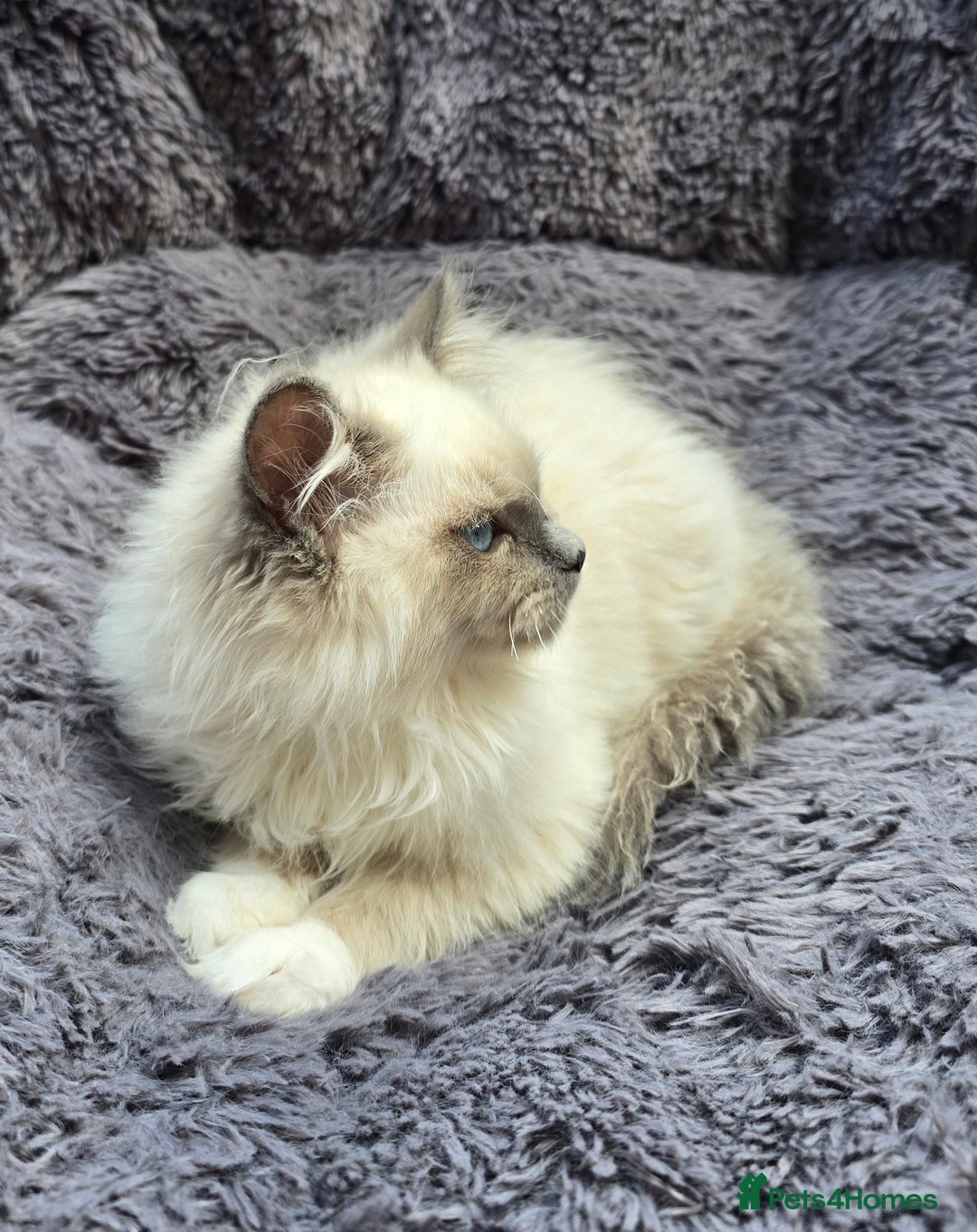 Ragdoll cats for sale: GCCF registered Ragdoll kittens  - Image 9