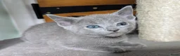Russian Blue cats for sale: Affectionate Lap Kittens – Pedigree TICA - Advert 9