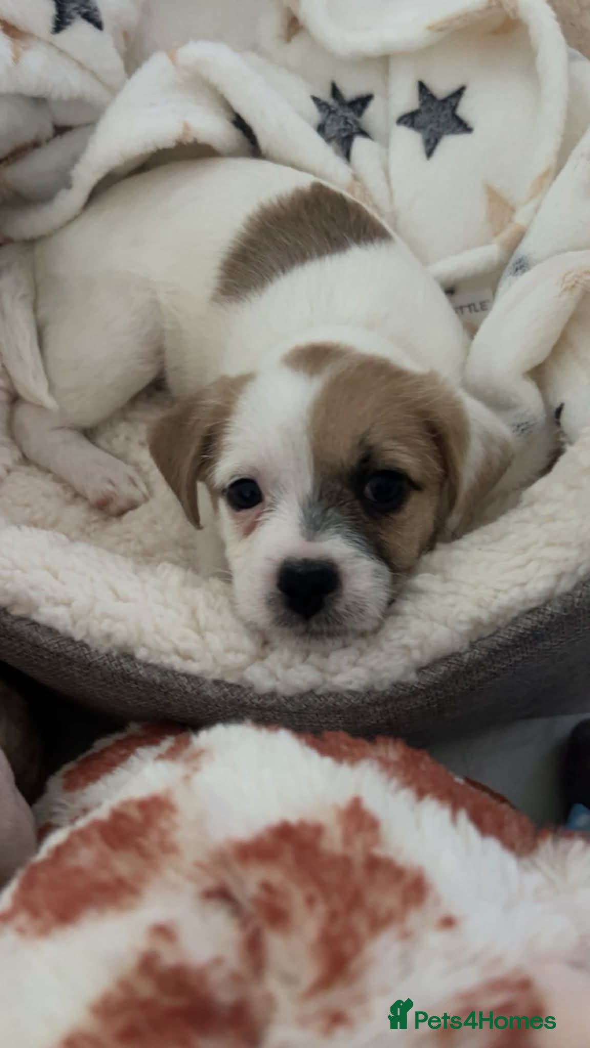 Mixed Breed dogs Frenchy/pug/bichon/toypoodle mix - Advert 8