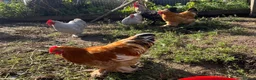 Chickens poultry for sale: Variety of Hens and cockerels for sale in Leominster - Advert 3
