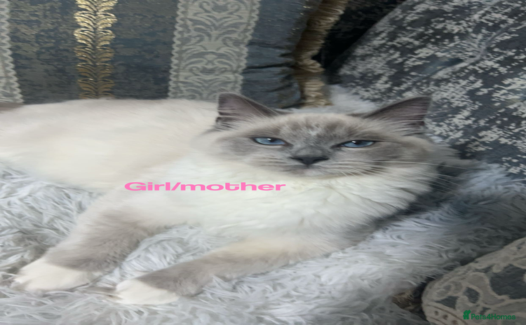 Ragdoll cats - Advert 1