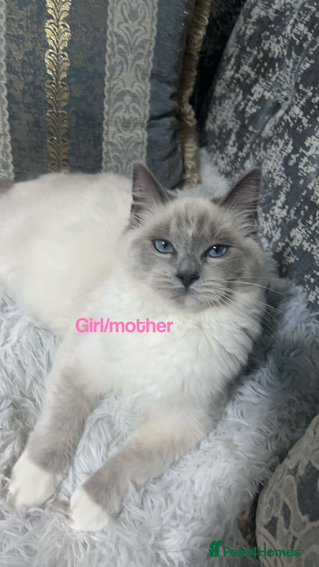 Ragdoll cats for sale: Ragdoll Cats And Kittens. (description) - Image 1
