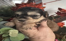 Cockapoo dogs for sale: FI STUNNING SHOW COCKERPOO PUPS  - Image 9