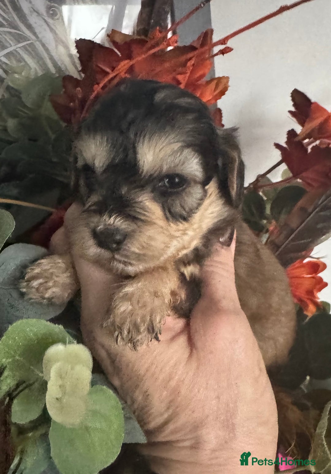 Cockapoo dogs for sale: FI STUNNING SHOW COCKERPOO PUPS  - Image 9
