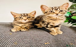 Mixed Breed cats for sale: 1 male, 1 female kittens  - Image 6