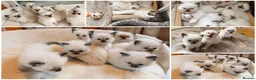 Ragdoll cats for sale: GCCF Ragdoll Sealpoint Mitted kitten - Advert 4