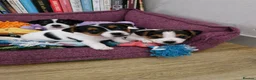 Jack Russell dogs for sale: Three Beautiful  Boys....  in Hereford - Advert 2