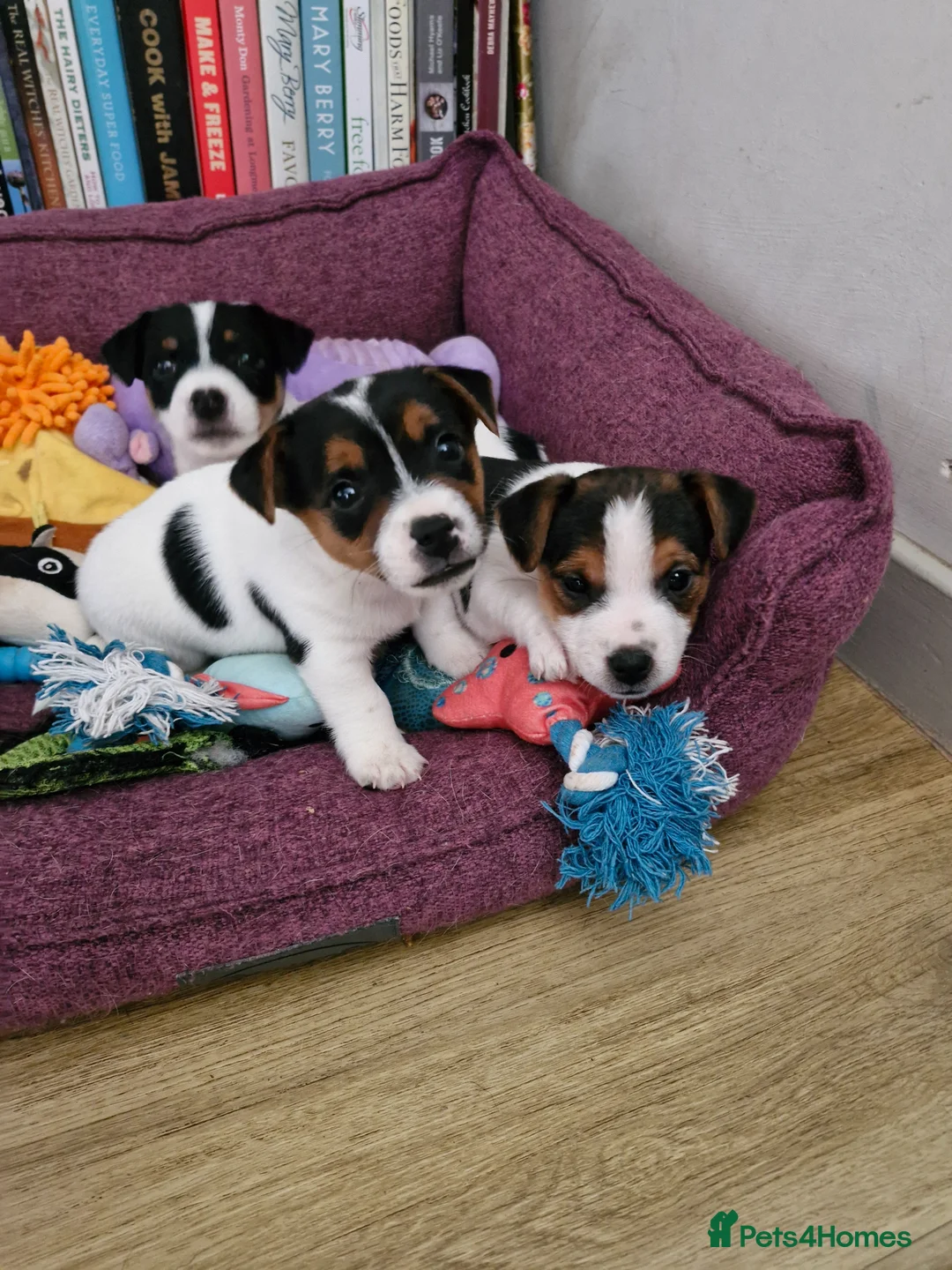 Jack Russell dogs for sale: Three Beautiful  Boys....  in Hereford - Advert 2