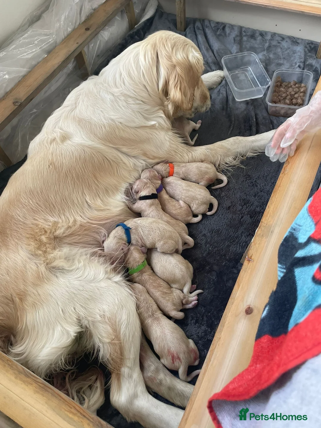 Golden Retriever dogs for stud: A proven gorgeous Golden Retriever for stud in Haywards Heath - Advert 20