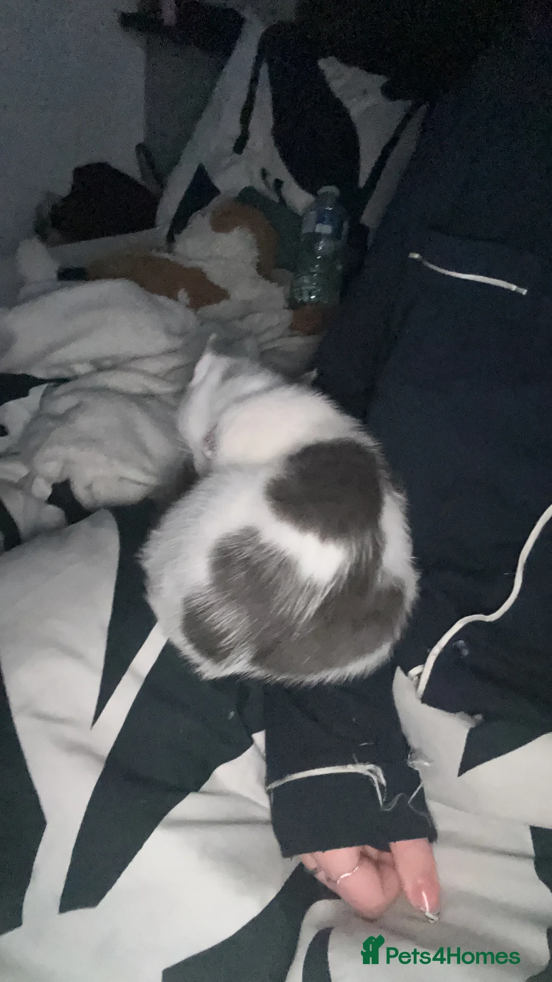 Mixed Breed cats for sale: Beautiful mix breed cat in Cleethorpes - Advert 4