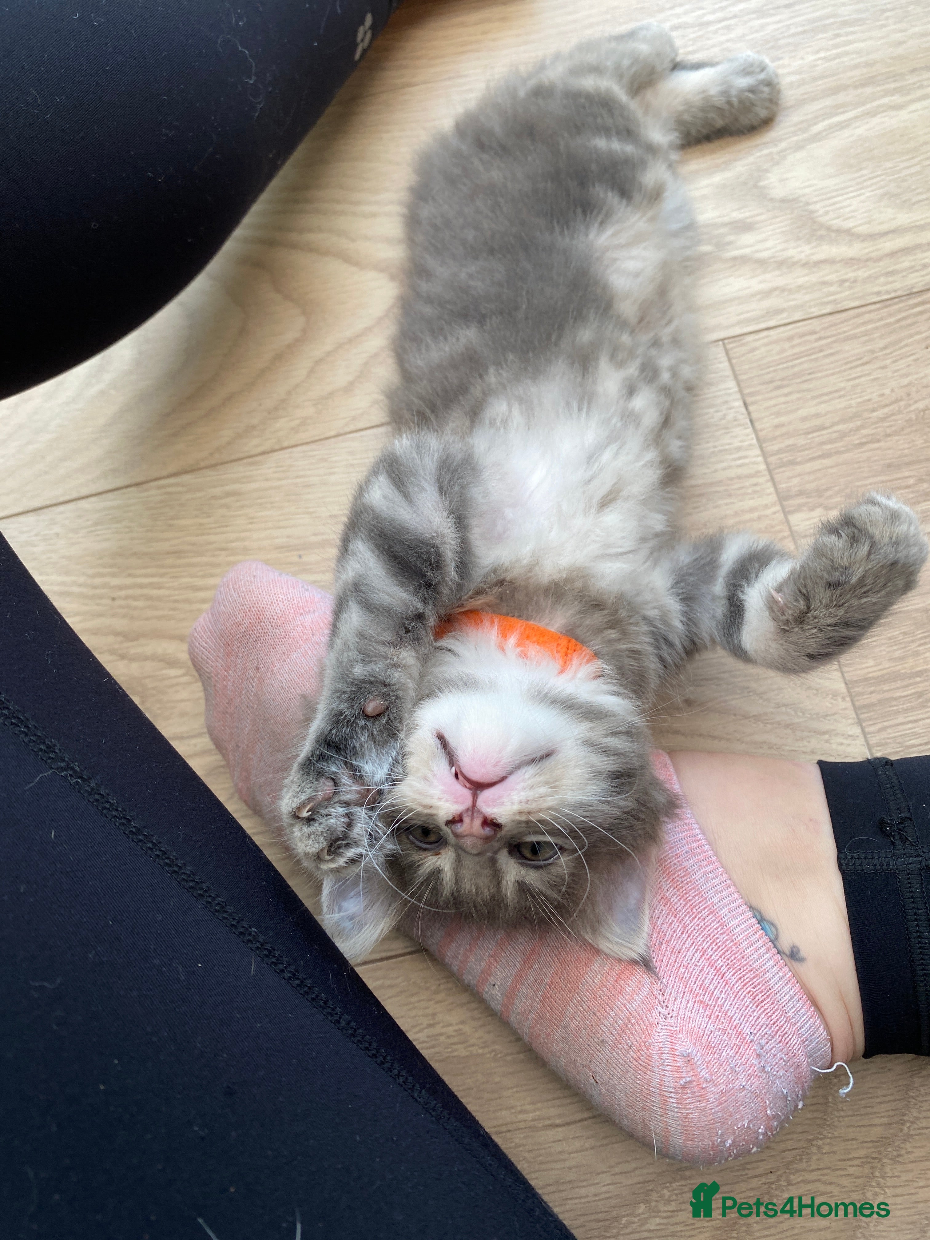 Maine Coon cats for sale: Stunning litter of 3 Maine Coon Female Kittens  - Advert 9