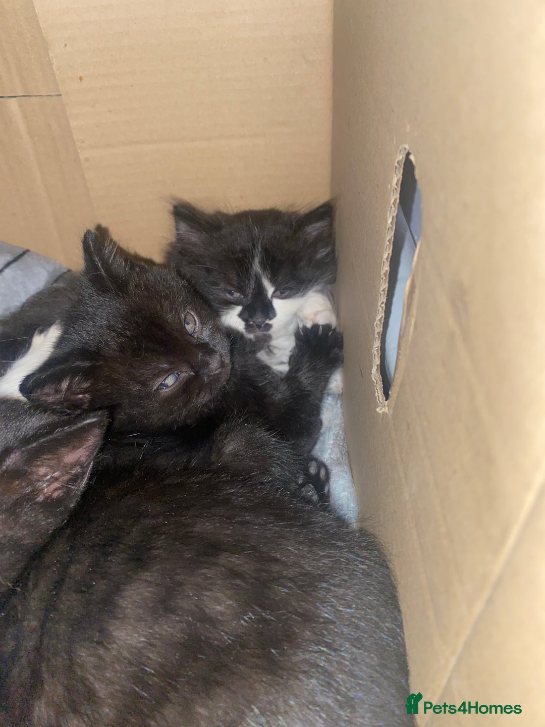 Mixed Breed cats for sale: Rescue kittens  - Image 5