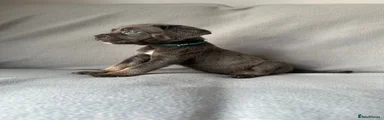 Cane Corso 2