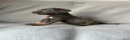 Cane Corso dogs for sale: BLUE CANE CORSO PUPS!!! in Newark - Advert 16