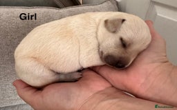Mixed Breed dogs for sale: 🔥❤️ Beautiful labrador fur baby’s 🔥❤️ - Image 9