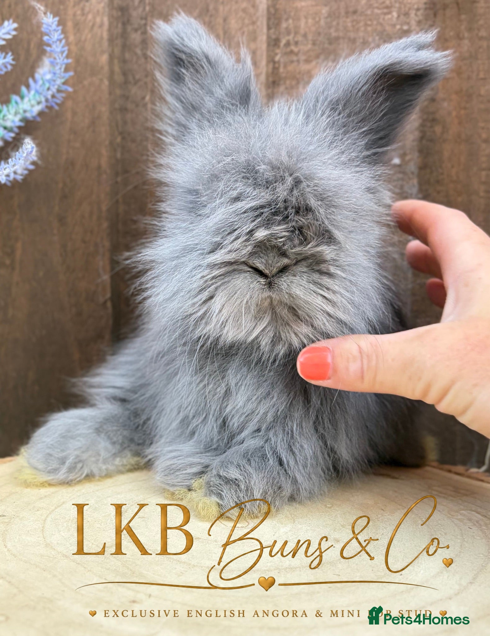 Angora rabbits 🌟 PEDIGREE ENGLISH ANGORA 🌟 - Advert 1