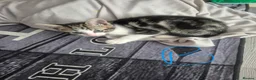 Mixed Breed cats for sale: Kittens - Advert 10