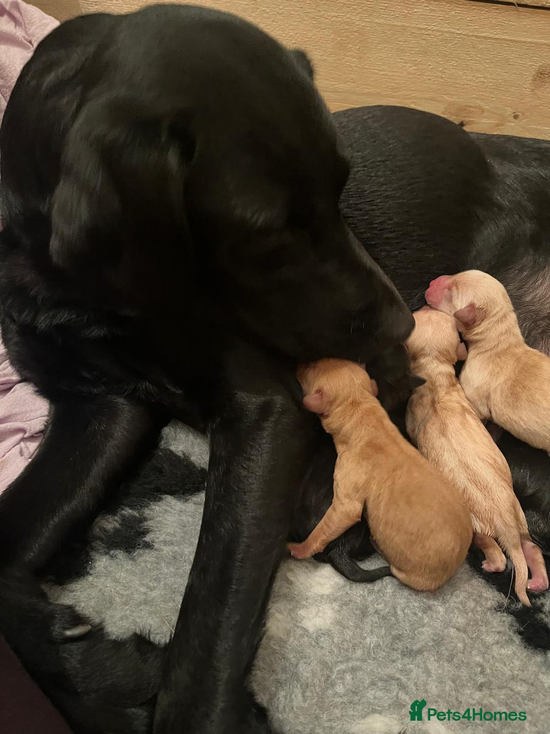 Labrador Retriever dogs for sale: Labrador Puppies - Advert 13