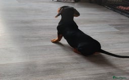Miniature Dachshund dogs for sale: 2 beautiful dachshunds left  - Image 3