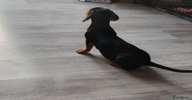 Miniature Dachshund dogs - Advert 5