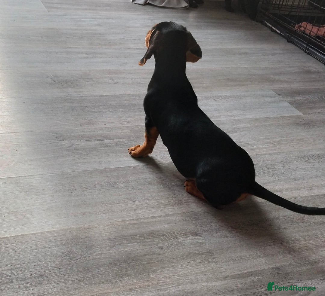 Miniature Dachshund dogs for sale: 2 beautiful dachshunds left  - Image 3