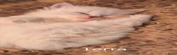 Siberian cats for sale: Pure Siberian GCCF+TICA - Advert 19