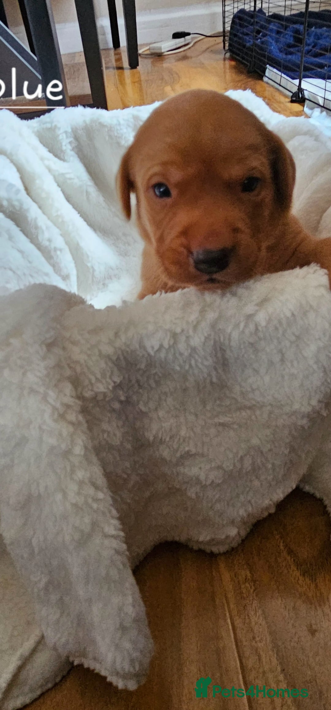 Labrador Retriever dogs for sale: 8 beautiful labrador puppies  - Image 14