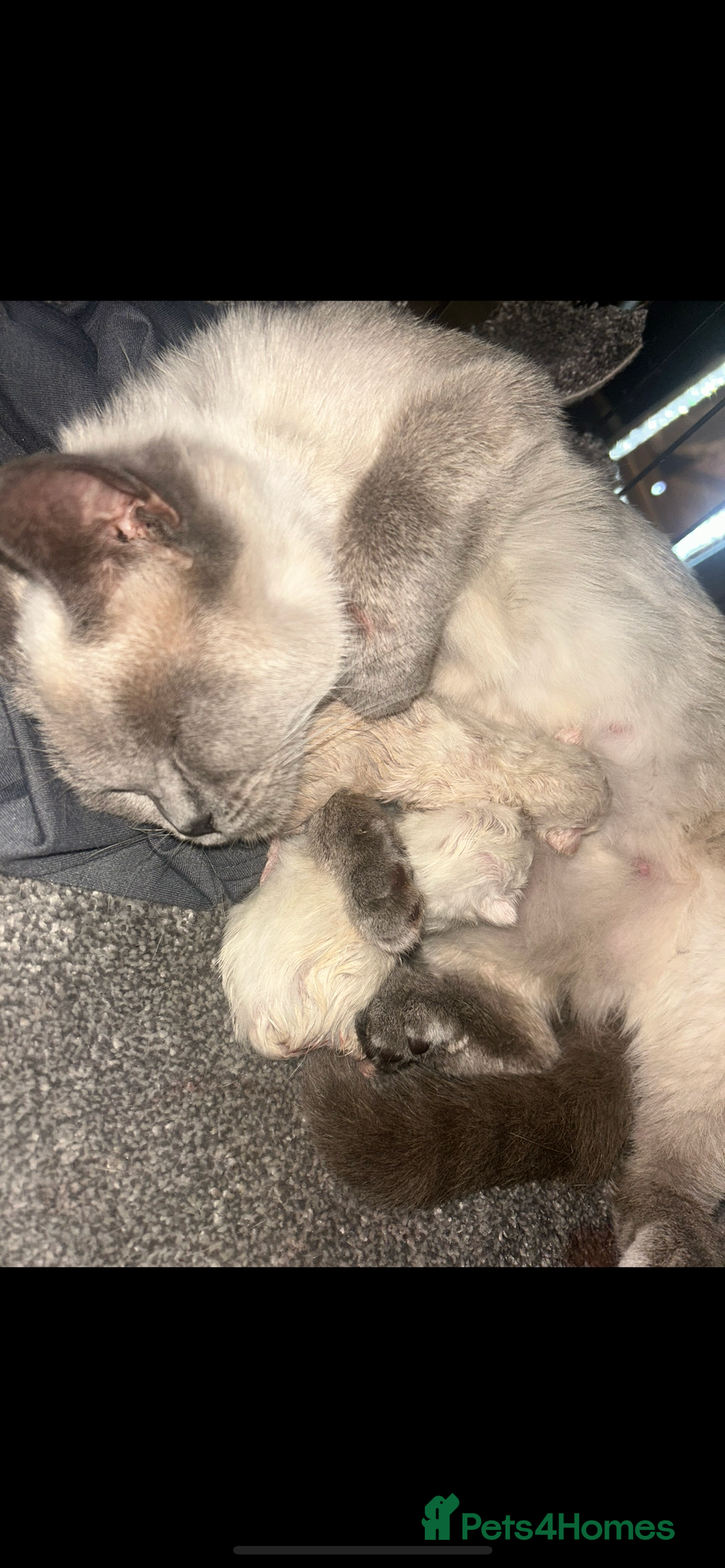 Mixed Breed cats for sale: BSH X KITTENS  - Advert 6