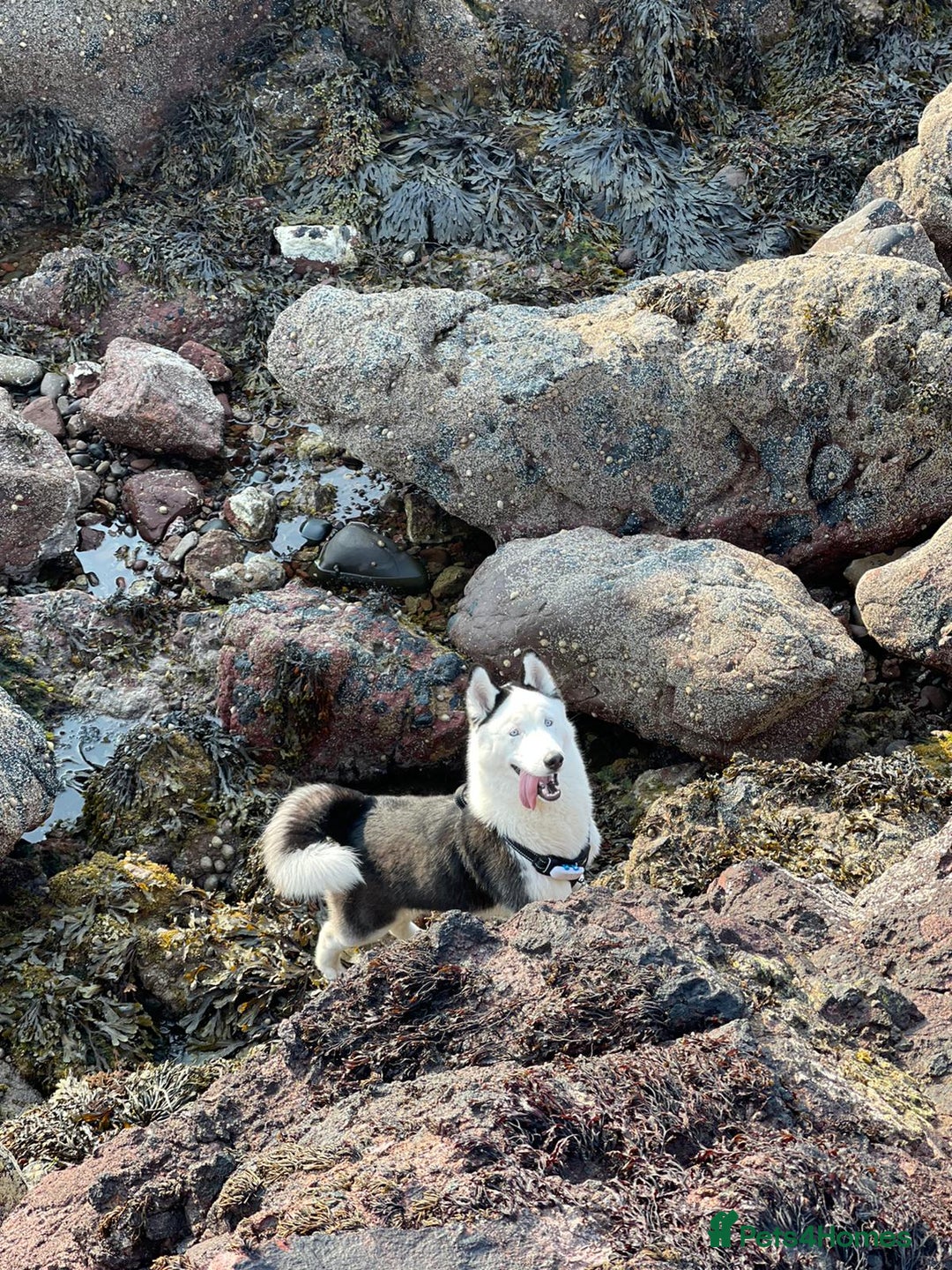 Siberian Husky dogs for stud: Stunning Blue eye Sibrian Husky for Stud  in Liverpool - Image 5