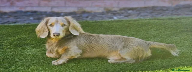 Bailey